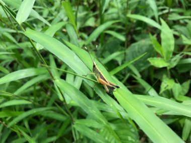Yaprak yeşili arka planı taze, beyaz ve pembe bir çiçek.