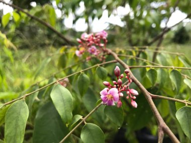 Yaprak yeşili arka planı taze, beyaz ve pembe bir çiçek.