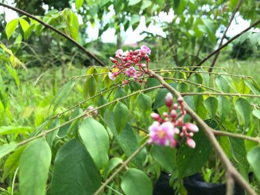 Yaprak yeşili arka planı taze, beyaz ve pembe bir çiçek.