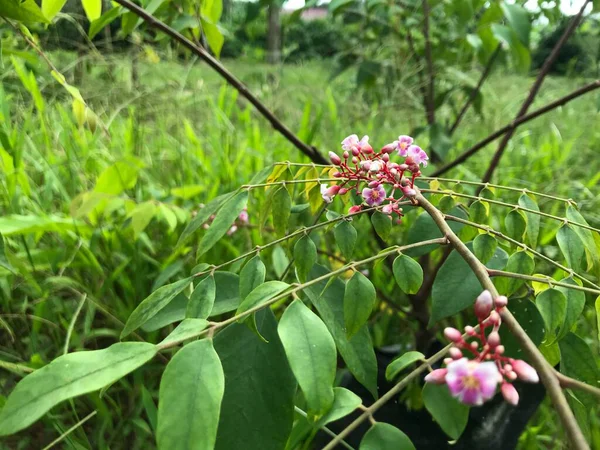 Yaprak yeşili arka planı taze, beyaz ve pembe bir çiçek.