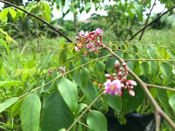 Yaprak yeşili arka planı taze, beyaz ve pembe bir çiçek.