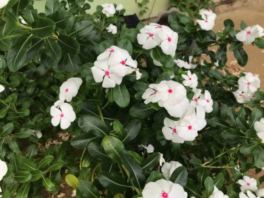 Yaprak yeşili arka planı taze, beyaz ve pembe bir çiçek.