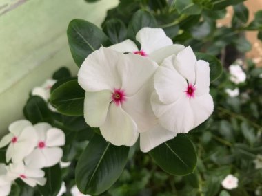 Yaprak yeşili arka planı taze, beyaz ve pembe bir çiçek.