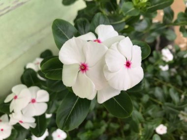 Yaprak yeşili arka planı taze, beyaz ve pembe bir çiçek.