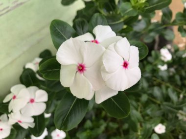 Yaprak yeşili arka planı taze, beyaz ve pembe bir çiçek.