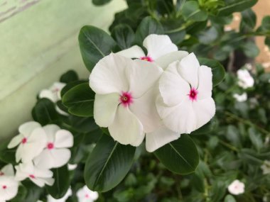 Yaprak yeşili arka planı taze, beyaz ve pembe bir çiçek.