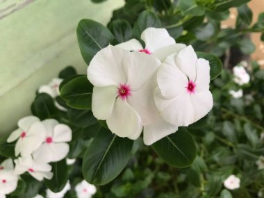 Yaprak yeşili arka planı taze, beyaz ve pembe bir çiçek.