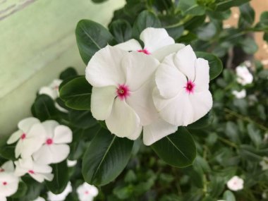 Yaprak yeşili arka planı taze, beyaz ve pembe bir çiçek.