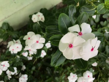 Yaprak yeşili arka planı taze, beyaz ve pembe bir çiçek.