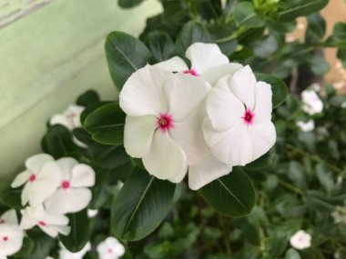 Yaprak yeşili arka planı taze, beyaz ve pembe bir çiçek.