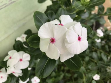 Yaprak yeşili arka planı taze, beyaz ve pembe bir çiçek.