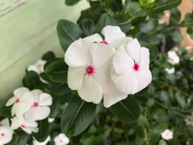 Yaprak yeşili arka planı taze, beyaz ve pembe bir çiçek.