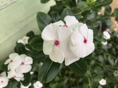 Yaprak yeşili arka planı taze, beyaz ve pembe bir çiçek.