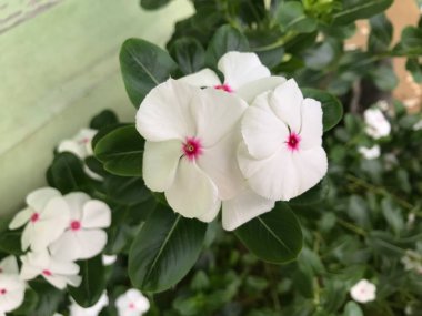 Yaprak yeşili arka planı taze, beyaz ve pembe bir çiçek.