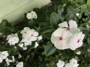 Yaprak yeşili arka planı taze, beyaz ve pembe bir çiçek.