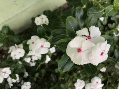 Yaprak yeşili arka planı taze, beyaz ve pembe bir çiçek.