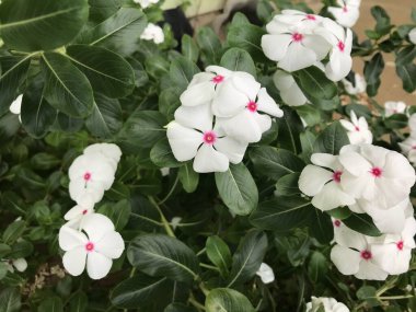 Yaprak yeşili arka planı taze, beyaz ve pembe bir çiçek.