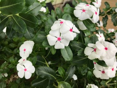 Yaprak yeşili arka planı taze, beyaz ve pembe bir çiçek.