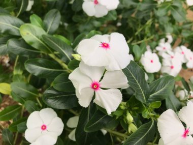Yaprak yeşili arka planı taze, beyaz ve pembe bir çiçek.