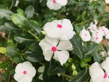 Yaprak yeşili arka planı taze, beyaz ve pembe bir çiçek.