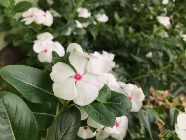 Yaprak yeşili arka planı taze, beyaz ve pembe bir çiçek.