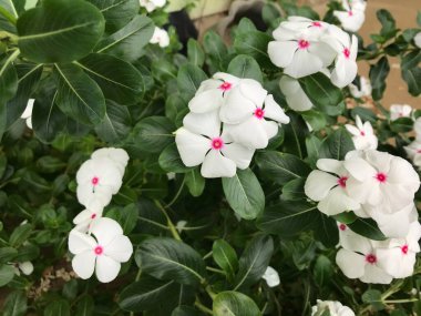 Yaprak yeşili arka planı taze, beyaz ve pembe bir çiçek.