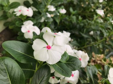 Yaprak yeşili arka planı taze, beyaz ve pembe bir çiçek.