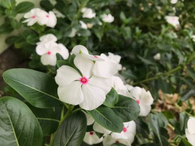 Yaprak yeşili arka planı taze, beyaz ve pembe bir çiçek.