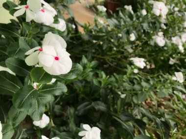 Yaprak yeşili arka planı taze, beyaz ve pembe bir çiçek.