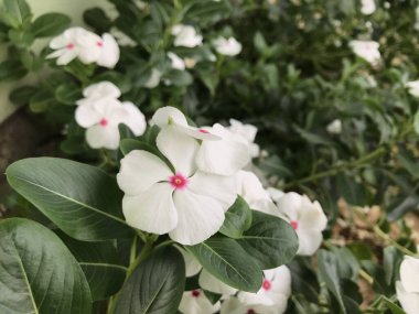 Yaprak yeşili arka planı taze, beyaz ve pembe bir çiçek.