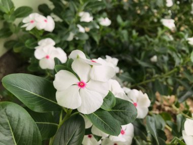 Yaprak yeşili arka planı taze, beyaz ve pembe bir çiçek.