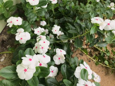 Yaprak yeşili arka planı taze, beyaz ve pembe bir çiçek.