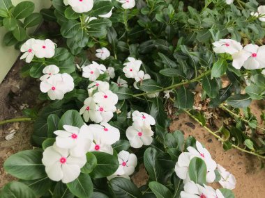 Yaprak yeşili arka planı taze, beyaz ve pembe bir çiçek.