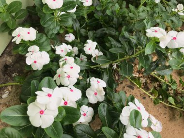 Yaprak yeşili arka planı taze, beyaz ve pembe bir çiçek.