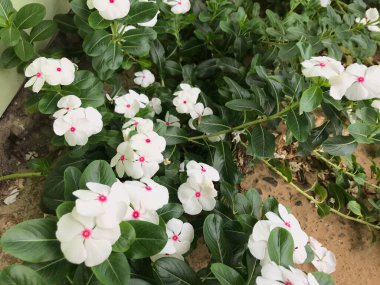 Yaprak yeşili arka planı taze, beyaz ve pembe bir çiçek.