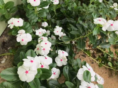 Yaprak yeşili arka planı taze, beyaz ve pembe bir çiçek.