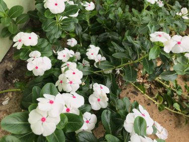 Yaprak yeşili arka planı taze, beyaz ve pembe bir çiçek.