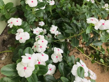 Yaprak yeşili arka planı taze, beyaz ve pembe bir çiçek.