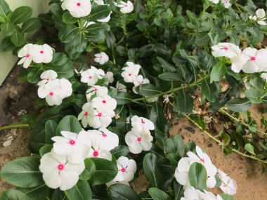 Yaprak yeşili arka planı taze, beyaz ve pembe bir çiçek.