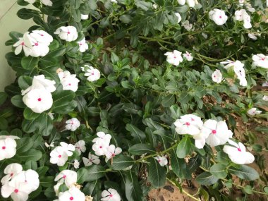 Yaprak yeşili arka planı taze, beyaz ve pembe bir çiçek.