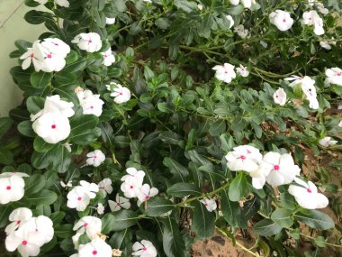 Yaprak yeşili arka planı taze, beyaz ve pembe bir çiçek.