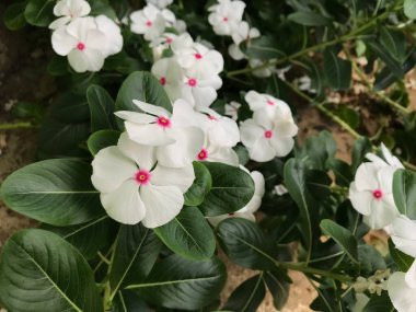 Yaprak yeşili arka planı taze, beyaz ve pembe bir çiçek.