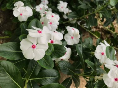 Yaprak yeşili arka planı taze, beyaz ve pembe bir çiçek.