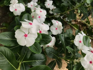 Yaprak yeşili arka planı taze, beyaz ve pembe bir çiçek.