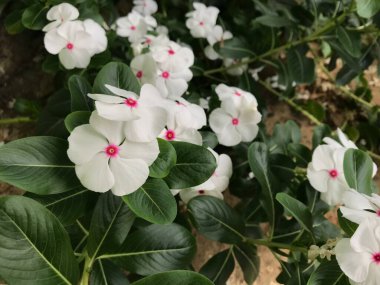 Yaprak yeşili arka planı taze, beyaz ve pembe bir çiçek.