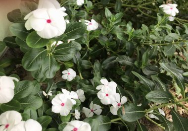 Yaprak yeşili arka planı taze, beyaz ve pembe bir çiçek.