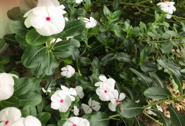 Yaprak yeşili arka planı taze, beyaz ve pembe bir çiçek.