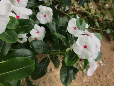 Yaprak yeşili arka planı taze, beyaz ve pembe bir çiçek.