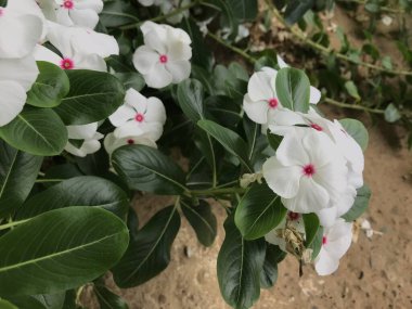 Yaprak yeşili arka planı taze, beyaz ve pembe bir çiçek.