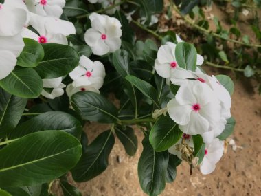 Yaprak yeşili arka planı taze, beyaz ve pembe bir çiçek.